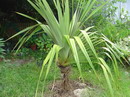 Pandanus utilis